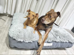 Funda adicional Pierre - para dante jana y Pierre - Pequeño Retoño