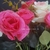 6 RAMOS TELA FLORES ARTIFICIALES ROSA N:383 en internet