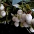 RAMO MUERDAGO ARTIFICIAL BLANCO - comprar online