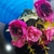 COLGANTE FAROL CHINO PAPEL AZUL + RAMO FLORES en internet