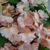 Guia flor Artificial Cerezo Sakura 1,80 mts en internet