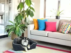 Cama Pet 01 na internet