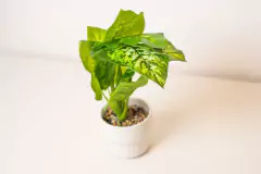 PLANTA ARTIFICIAL "PAULINA" CON MACETA BLANCA - comprar online