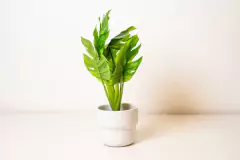 PLANTA ARTIFICIAL "PAULINA" CON MACETA BLANCA