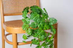 PLANTA ARTIFICIAL "JIME" #3 COLGANTE CON MACETA DE CERAMICA BLANCA 50 CM - comprar online
