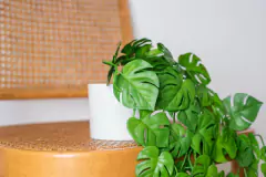 PLANTA ARTIFICIAL "JIME" #3 COLGANTE CON MACETA DE CERAMICA BLANCA 50 CM en internet