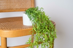 PLANTA ARTIFICIAL "JIME" #2 COLGANTE CON MACETA DE CERAMICA BLANCA 50 CM - Marian - Todo Organizado