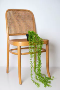 PLANTA COLGANTE "RITA" #1 CON MACETA PLASTICA NEGRA 70cm - comprar online
