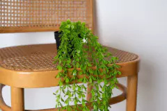 PLANTA COLGANTE "RITA" #1 CON MACETA PLASTICA NEGRA 70cm