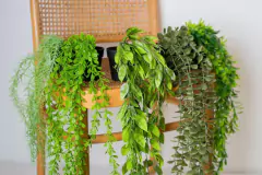 PLANTA COLGANTE "RITA" #4 CON MACETA PLASTICA NEGRA 65cm - Marian Todo Organizado