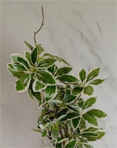 PLANTA ARTIFICIAL "MATTISSE"CON MACETA DE CERAMICA BLANCA - comprar online