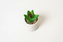 SUCULENTAS CON MACETA DE CERAMICA BLANCA CON ROMBOS en internet