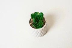 SUCULENTAS CON MACETA DE CERAMICA BLANCA CON ROMBOS - Marian Todo Organizado