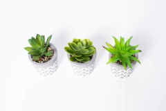 SUCULENTAS CON MACETA GRIS Y BLANCO en internet