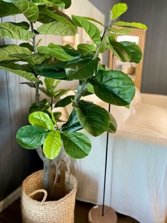 Ficus pandurata artificial - comprar online