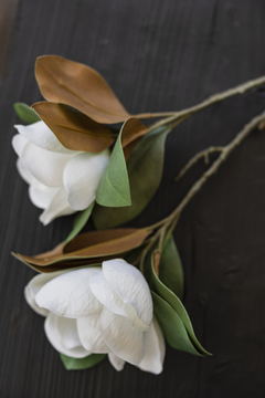 Vara Magnolia en internet