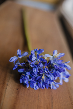 Vara agapantos azul - comprar online