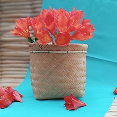 Urutu 20Cm