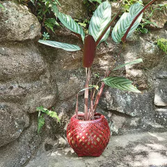 Cesto Com Cuia Vermelho na internet