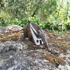 Imagem do Tamanduá Ms