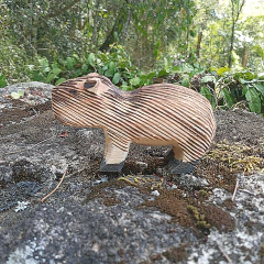 Capivara Ms