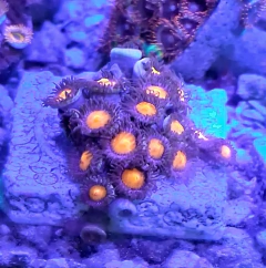Zoanthus blondies Orange - 20 polipos - comprar online