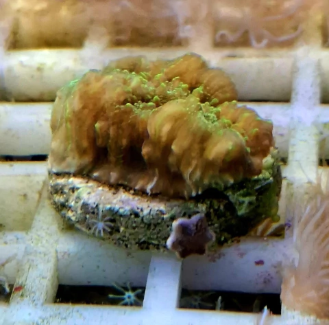 Echinophilia Green met. - comprar online