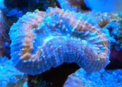 Lobophylia Orange/ Blue