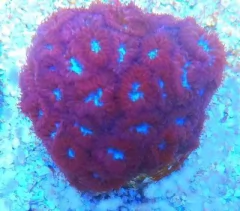 Blastomussa Merletti ( RED /GREEN ) na internet
