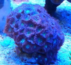 Blastomussa Merletti ( PURPLE AND BLUE ) - comprar online
