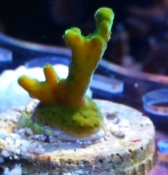 Acropora Table eflorencis