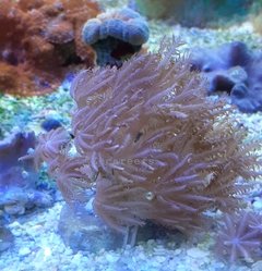 Gloves Coral