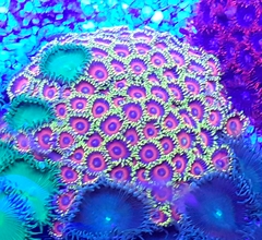 Zoanthus Watermelon 7 a 10 polipos - comprar online