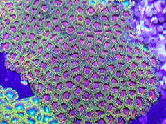Zoanthus Watermelon 7 a 10 polipos na internet