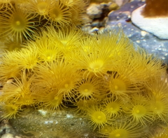 Yellow Polips - muda de 7 a 10 polipos