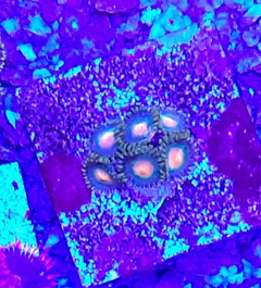 Zoa sp Importado - 10 polipos
