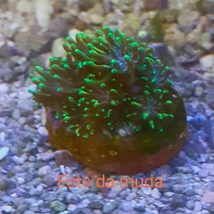Galaxea green