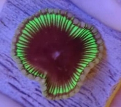 Palythoa Cinnamon BIG