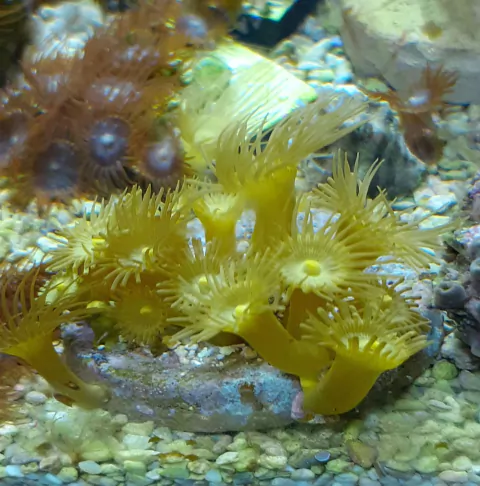 Yellow Polips - 7 a 10 polipos
