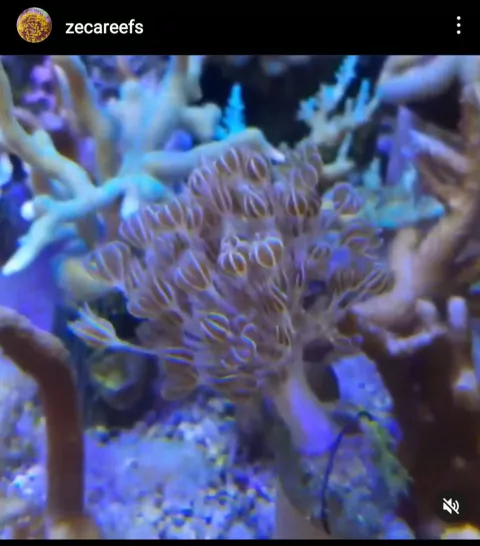 XENIA GIANT PULSANTE muda md ( sem garantia)