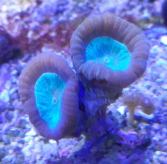 Trumpet Bicolor