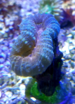 Lobophylia blue Orange