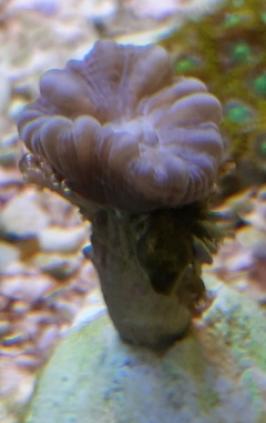 Trumpet Rosa