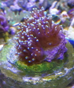 galaxea prata