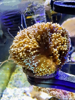 Galaxea Prata