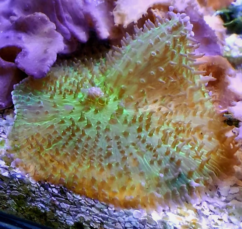 Green Hairy Rhodactis Mushroom