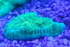 Echinophilia Green met.