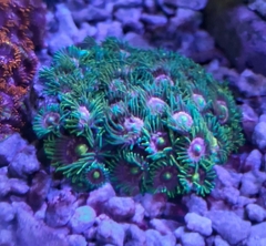 Zoa sp Importado - 10 polipos - comprar online
