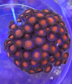 Zoanthus blondies Orange - 20 polipos na internet