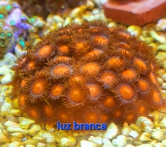 Zoanthus blondies Orange - 4 polipos na internet